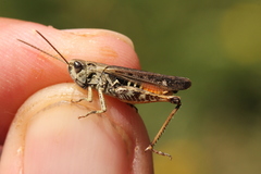 Omocestus haemorrhoidalis