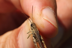 Omocestus haemorrhoidalis