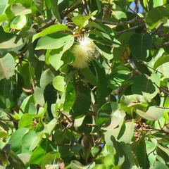 Syzygium suborbiculare