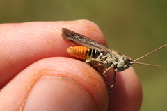 Omocestus haemorrhoidalis