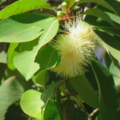 Syzygium suborbiculare