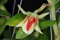 Dendrobium cruentum