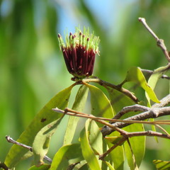 Decaisnina angustata