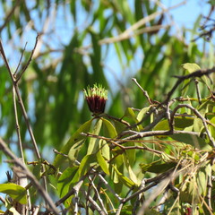 Decaisnina angustata