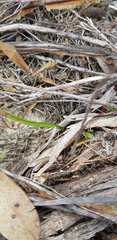 Caladenia filamentosa