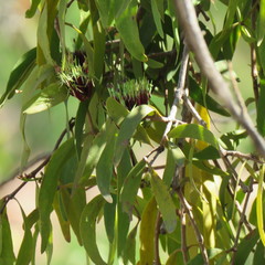 Decaisnina angustata