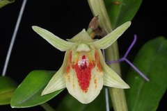 Dendrobium cruentum