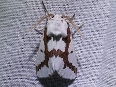 Euerythra phasma