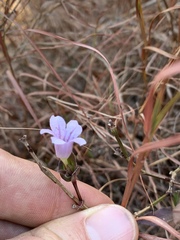 Ruellia cordata