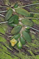 Dendrobium lichenastrum