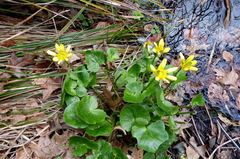 Ficaria verna ficariiformis