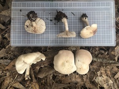 Clitocybe connexa