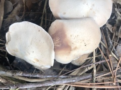 Clitocybe connexa