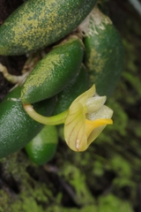 Dendrobium lichenastrum