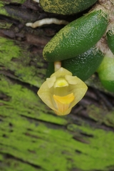 Dendrobium lichenastrum