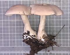 Clitocybe connexa