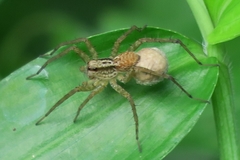 Pardosa pusiola