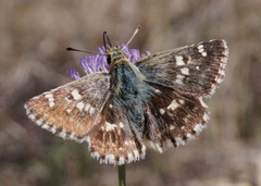 Muschampia proteides