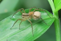 Pardosa pusiola