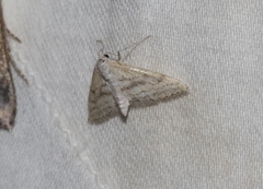 Lobocleta lanceolata