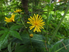 Crepis paludosa