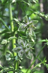 Frasera caroliniensis