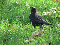 Turdus merula