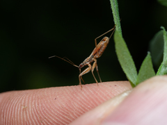 Nabis rugosus
