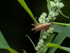 Nabis rugosus