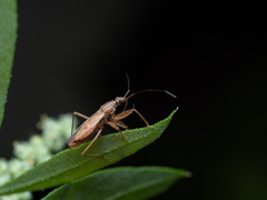 Nabis rugosus