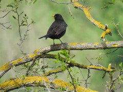 Turdus merula