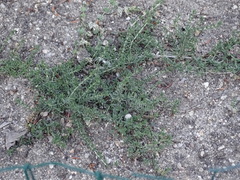 Mentha cervina
