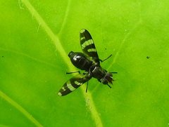 Herina frondescentiae