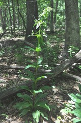 Frasera caroliniensis