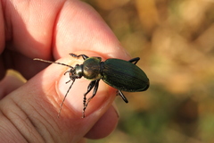 Carabus monilis