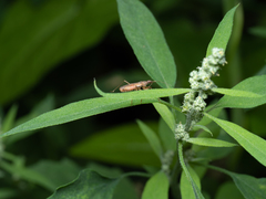 Nabis rugosus