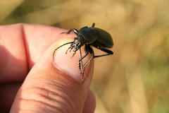 Carabus monilis
