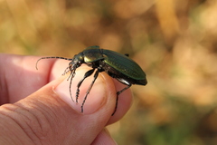 Carabus monilis