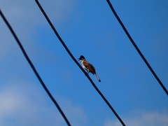 Pycnonotus xanthorrhous