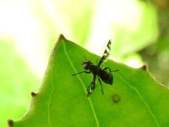 Herina frondescentiae