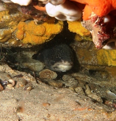 Genypterus tigerinus