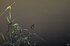 Limenitis archippus watsoni