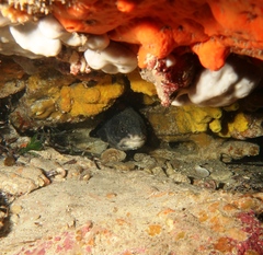 Genypterus tigerinus