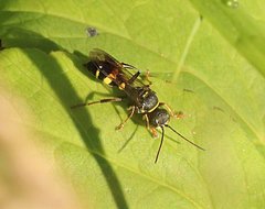 Lestiphorus bicinctus