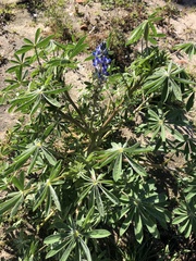 Lupinus cosentinii