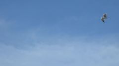 Gelochelidon nilotica