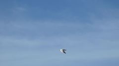 Gelochelidon nilotica