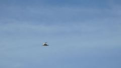 Gelochelidon nilotica