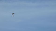 Gelochelidon nilotica