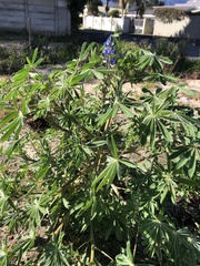 Lupinus cosentinii